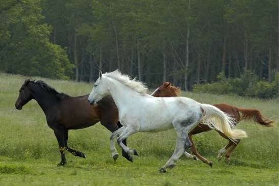 Headerbild